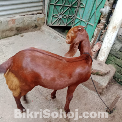 রাম ছাগল খাসি